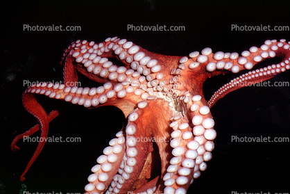 Arms of a Giant Octopus, (Enteroctopus dofleini), Octopoda, Octopodidae