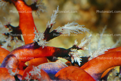 Australian Sea Apples, (Pseudocolochirus violaceus), Holothuroidea, Dendrochirotida, Cucumariidae, Paracucumaria