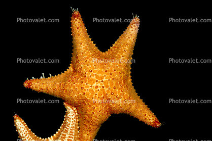 Bahama Star, (Oreaster reticulatus), Valvatida, Oreasteridae