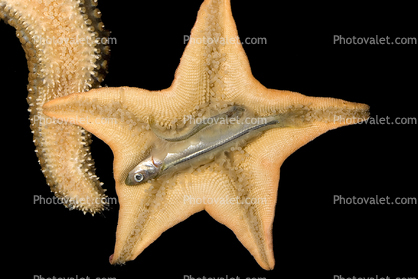 Starfish eating a fish