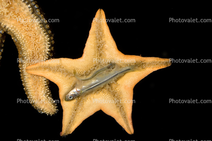 Starfish eating a fish
