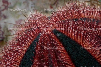 Tuxedo Sea Urchin, (Mespilia globulus)