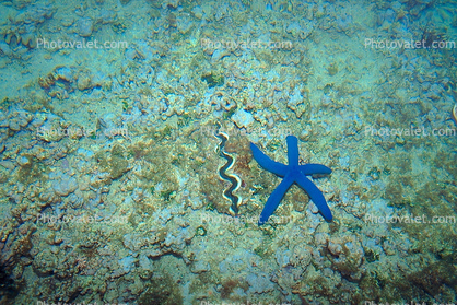 Starfish and a Giant Clam