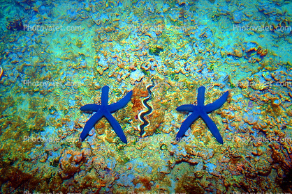 Two Starfish and a Giant Clam