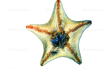 starfish, photo-object, object, cut-out, cutout