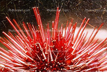 Red Sea Urchin needles, (Strongylorcentrotus franciscanus)