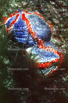 Sea Apple, (Pseudocolochinus axiologus), [Cucumariidae]