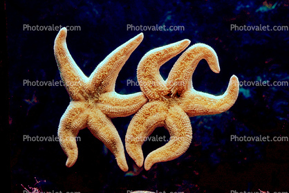 Starfish Lovers, Arms, Friends, Legs, embrace
