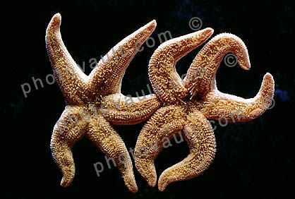 Starfish Lovers embrace, Arms, Friends, Legs