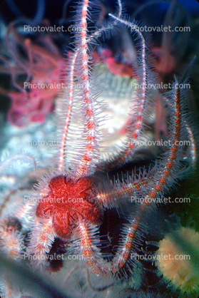 Spiney Brittle Star, (Ophiothrix spiculata), Starfish, Sea Star, Ophiuroideam, Ophiurida