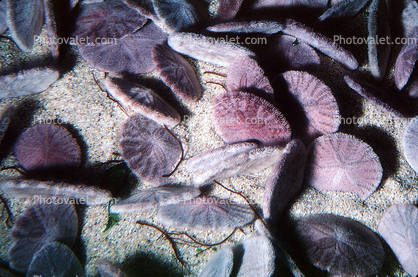 Sand Dollar, (Dendraster excentricus), Echinoidea, Clypeasteroida, Dendrasteridae