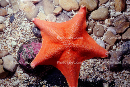 Bat Sea Star