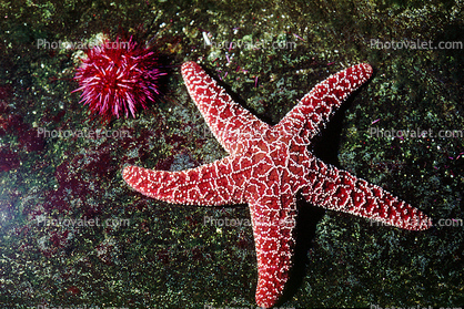 Five Arms pf a Starfish
