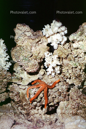 starfish, Bleacxhed coral