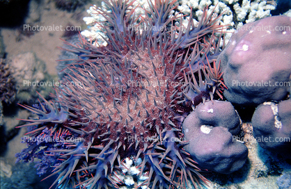 Crown of Thorns starfish, Red Sea