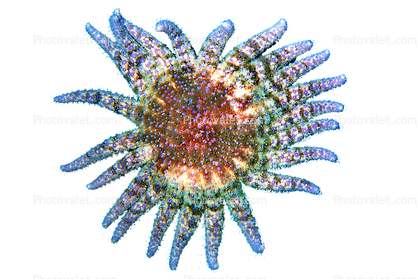 Sunflower star, (Pycnopodia helianthoides), Asteroidea, Forcipulatida, Asteriidae, Starfish, seastar, photo-object, object, cut-out, cutout
