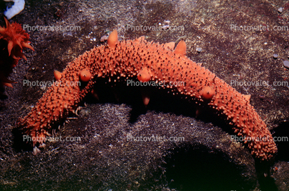 California Sea Cucumber, Parastichopus californicus