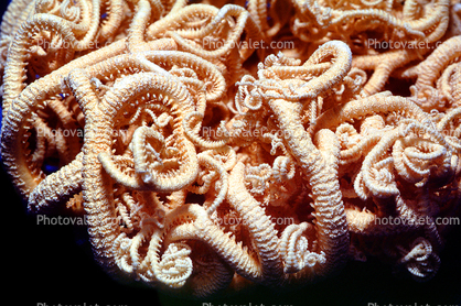 Basket Stars, (Gorgonocephalus arcticus), Ophiuroidea, Phrynophiurida, Gorgonocephalidae