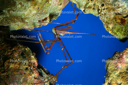 Arrow Crab (Stenorhynchus seticornis), Malacostraca, Decapoda, Brachyura, Inachidae