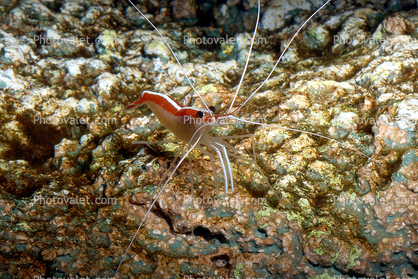 Channel Crab (Mithrax spinosissimus)