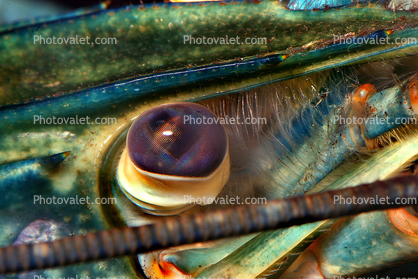Staring Eye of a Freshwater Blueclaw Crayfish, (Cherax quadricarinatus)