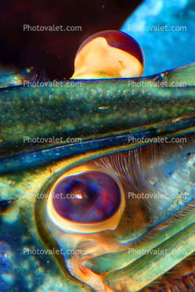 Eyes of a Freshwater blueclaw Crayfish, (Cherax quadricarinatus), Malacostraca