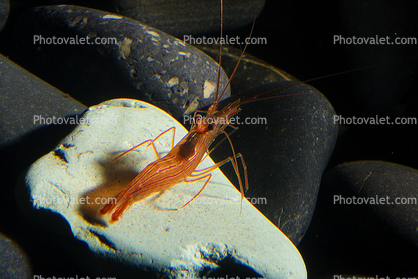 Peppermint Shrimp, (Lysmata wurdemanni), Malacostraca, Decapoda, Caridea, Hippolytidae