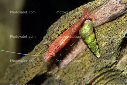 Red Cherry Shrimp, freshwater, spiral snail