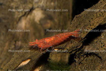 Red Cherry Shrimp, freshwater
