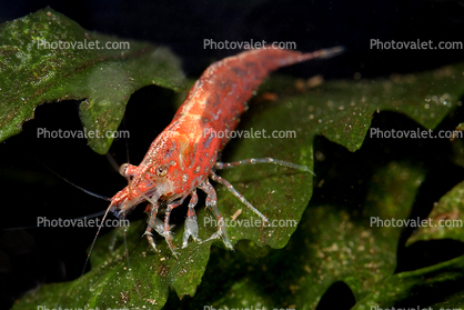 Shrimp, Red Cherry Shrimp, freshwater