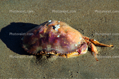 Crab Shell, wet sand