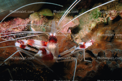 Coral Banded Shrimp, (Stenopus hispidus), Malacostraca, Decapoda, Banded Cleaner Shrimp