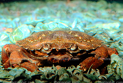 European green crab, (Carcinus maenas), Malacostraca, Decapoda, Brachyura, Portunidae, littoral