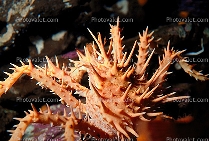Spiny King Crab, (Paralithodes rathbuni), Malacostraca, Decapoda, Lithodidae
