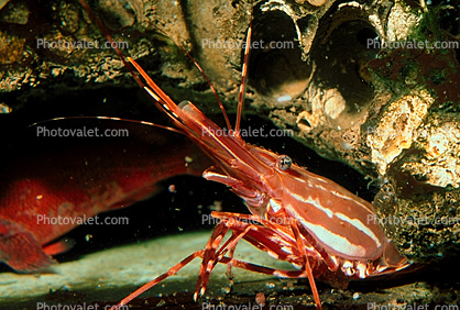 Spot Shrimp, California Spot Prawn, (Pandalus platyceros), Malacostraca, Decapoda, Caridea, Pandalidae