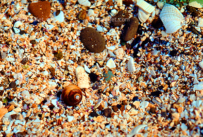 Hermit Crab, Tide Pools in Half Moon Bay