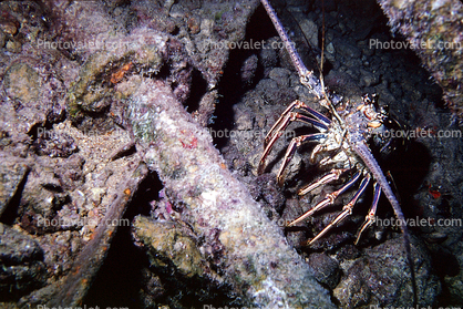 Lobster, St Kitts, Carribean