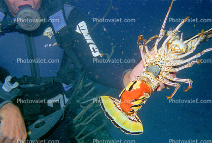Lobster Hunting Scub Diver