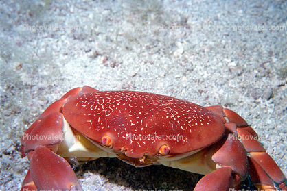 Crab, Panorama