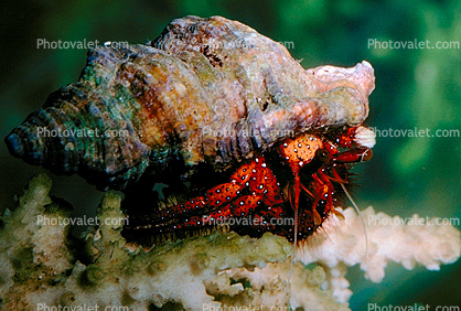 Cute Hermit Crab