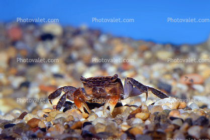 Red Clawed Crab, Perisesarma bidens, omnivore, Decapoda