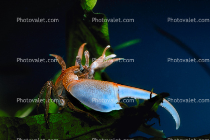 Fiddler Crab, Uca