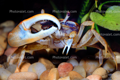 Fiddler Crab, showing of large claw