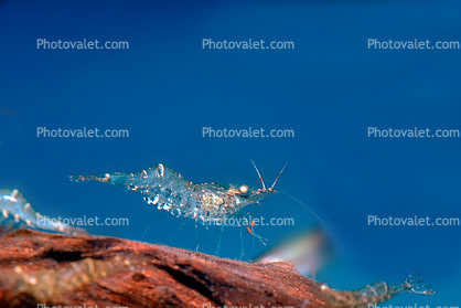 Glass Shrimp [Palaemonidae]