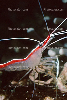 Pacific Cleaner Shrimp, (Lysmata amboinensis), Malacostraca