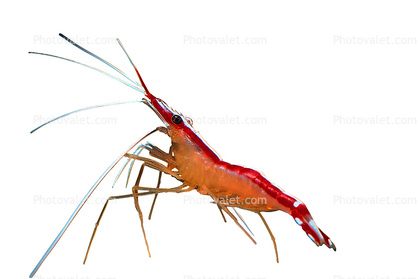 Pacific Cleaner Shrimp, (Lysmata amboinensis), Malacostraca, Decapoda, Hippolytidae, omnivorous, photo-object, object, cut-out, cutout