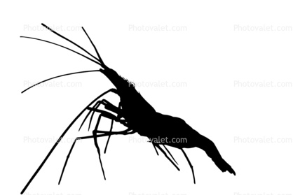 Pacific Cleaner Shrimp silhouette, (Lysmata amboinensis), Malacostraca, Decapoda, Hippolytidae, omnivorous, shape, logo