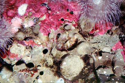 Snapping Shrimp, (Alpheus clamator), Malacostraca, Decapoda, Caridea, Alpheidae