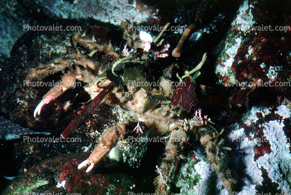 Decorator Crab, (Loxorhynchus crispatus), Malacostraca, Decapoda, Brachyura, Epialtidae