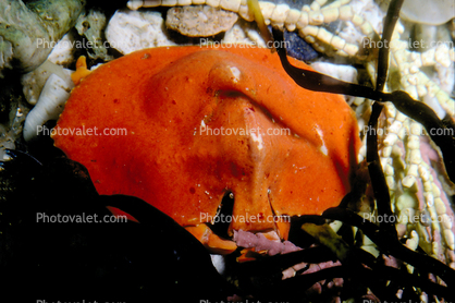 Umbrella Crab, Turtle Crab, (Cryptolithodes sitchensis), Malacostraca, Decapoda, Anomura, Lithodidae, lithodid